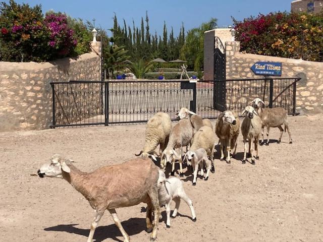 Riad Titima Essaouira Eksteriør billede